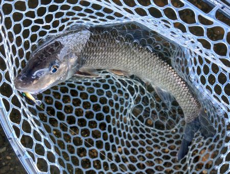 琵琶湖流入河川で和製ボーンフィッシュと戯れる